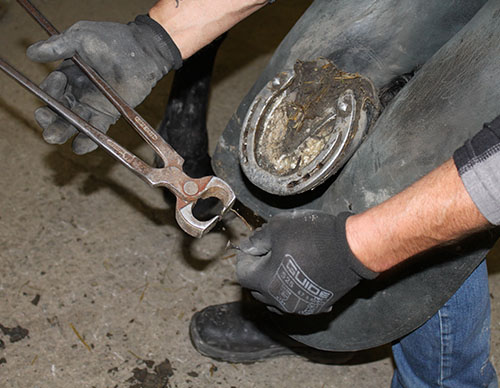 arbete-skoning-hovslagare