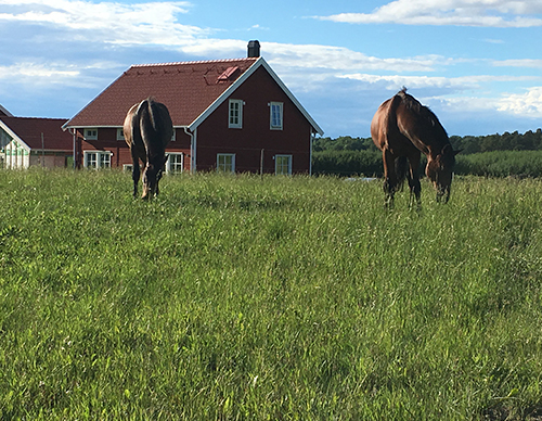 hasten-samhallet-hage