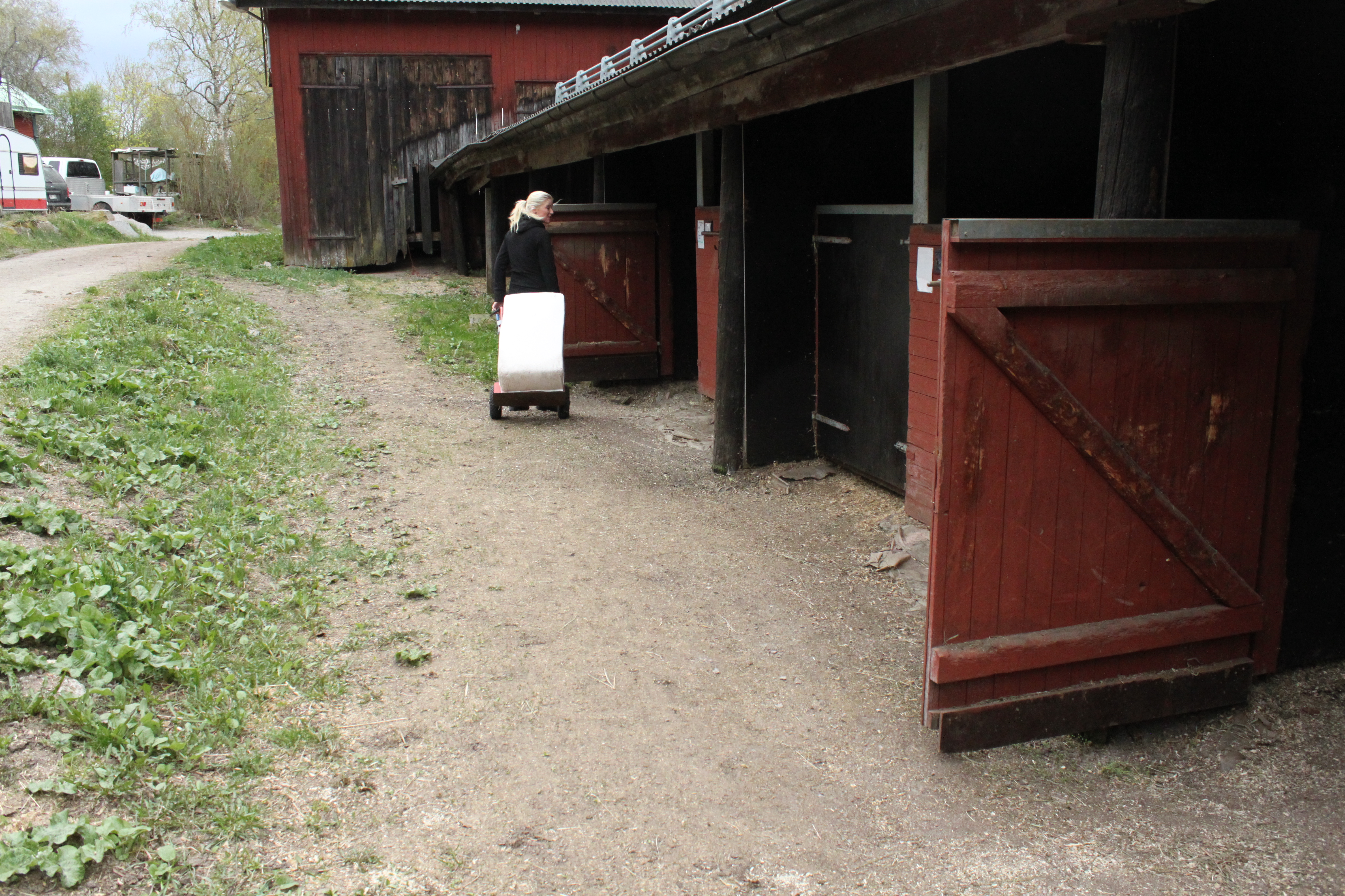 häst-muskler-anatomi-träning