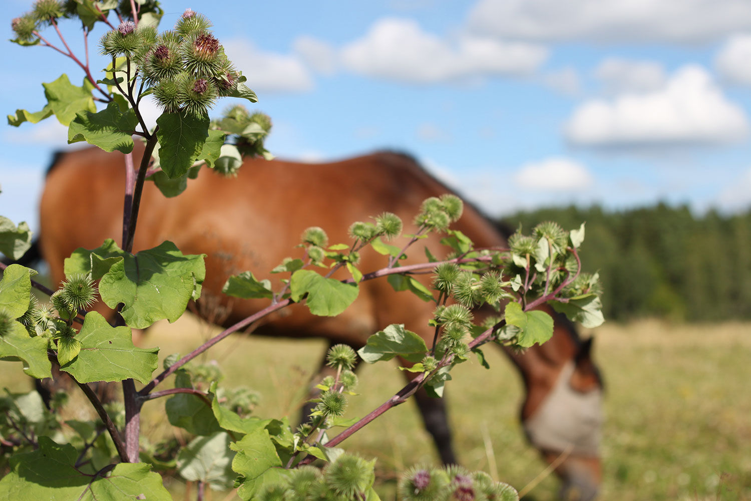 häst-muskler-anatomi-träning