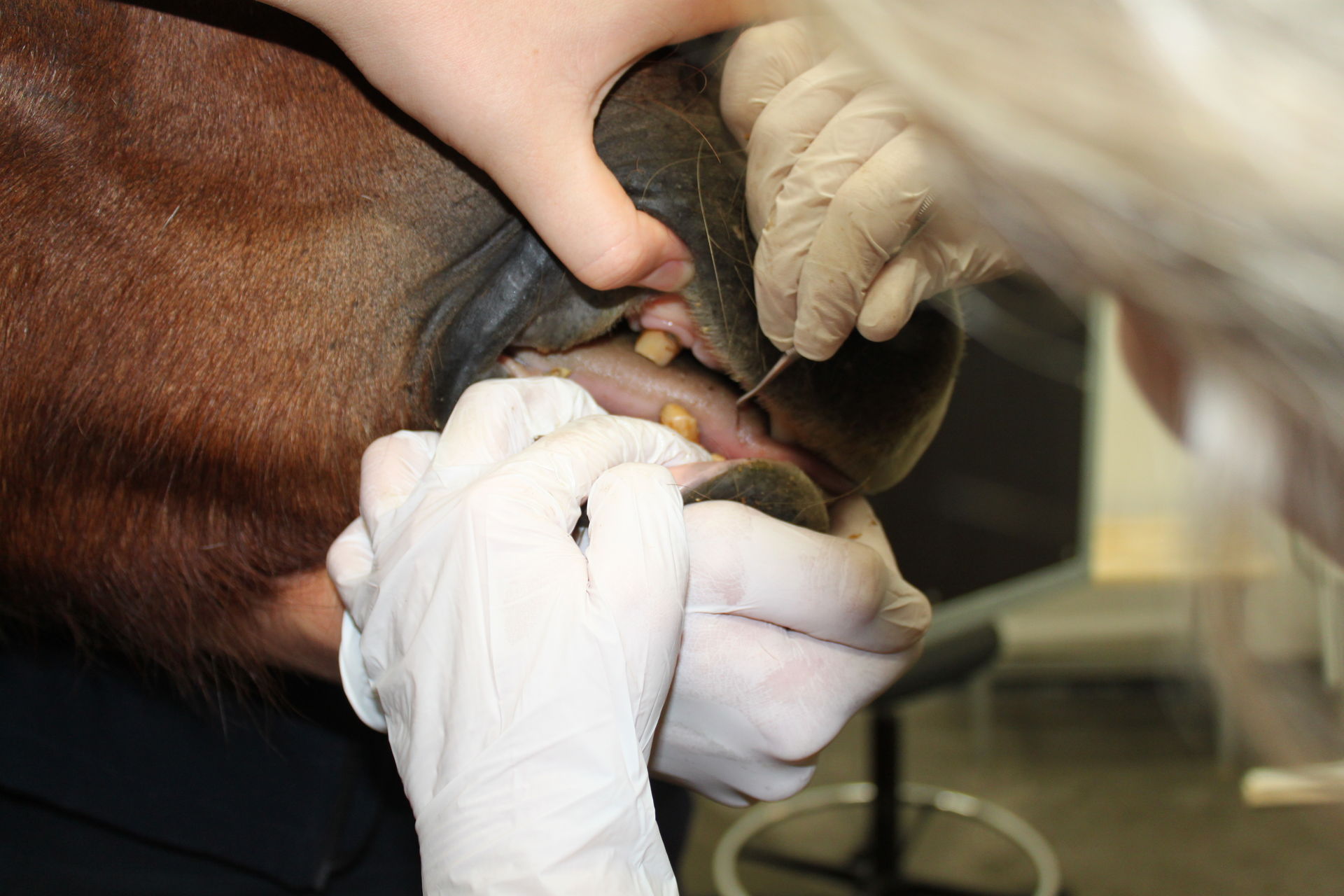 hästens-tänder-undersöks-av-hästondontolog-hästtandläkare-eller-veterinär