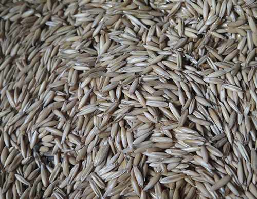 kraftfoder-hastsverige