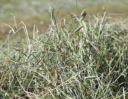 Närbild på grovfoder