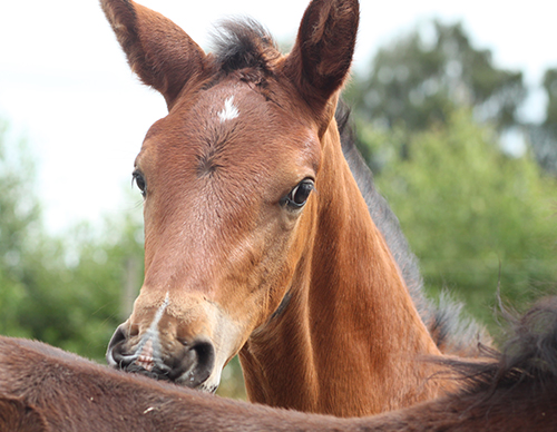 fölunge nosar på häst