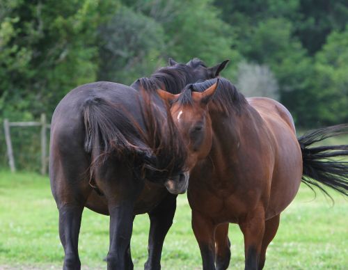 tva-hastar-i-en-hage-som-visar-upp.-hastens-goda-valfard