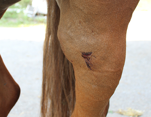 häst-med-sårskador-hästsverige