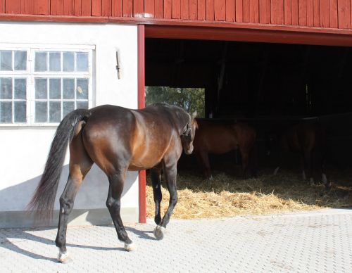 aktiv-grupphästhållning-lösgående-hästar-strömsholm
