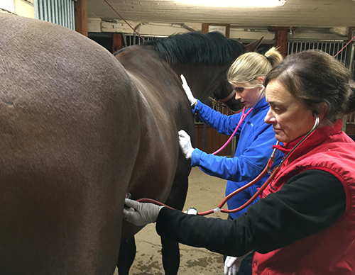 utbildning-och-arbete-med-hasten