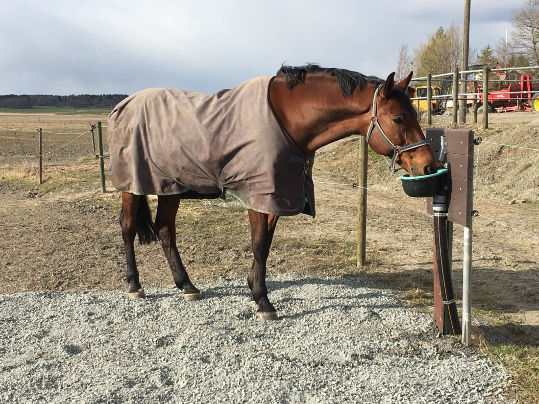 häst-med-vattenkopp-i-hage-som-annars-bor-i-stallbyggnad