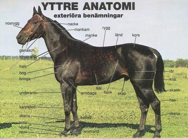 hästens-yttre-anatomi-kallas-exteriör-och-varierar-mellan-hästraser