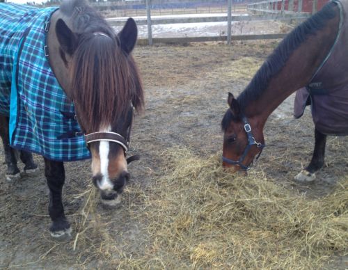 hästar-grovfoder-hösilage-hästsverige