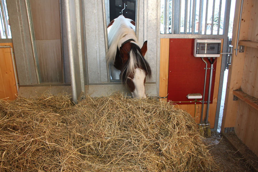 Häst som äter grovfoder