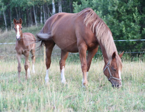 sto-och-fol-i-hasthage