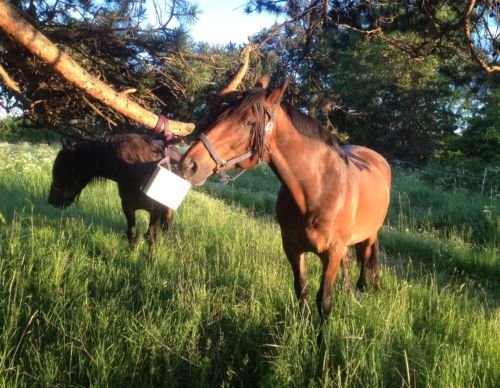 Saltsten i hage till häst