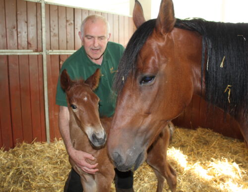 johan-hellander-menhammar-stuteri-varmblodiga-travhastar-fotocarinwrange