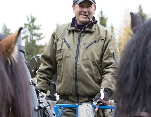 hans-sidback-kusk-nordsvensk-brukshast-fotoviktorwrange