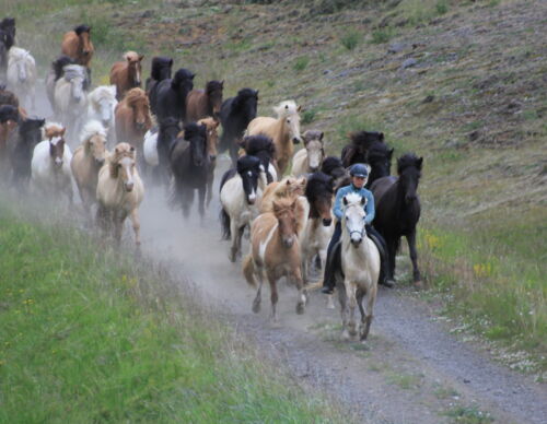 islandshastar-springer-löst-på-island-under-ridresa