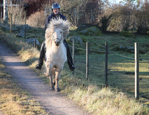 thorvaldur-arnason-islandsryttare-genetik-hastavel-fotocarinwrange