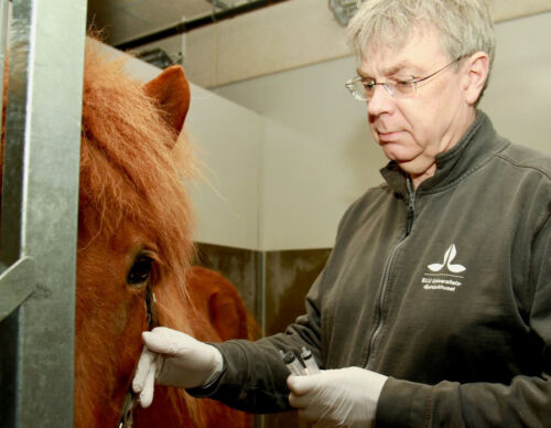 Försök häst2.3.900x700