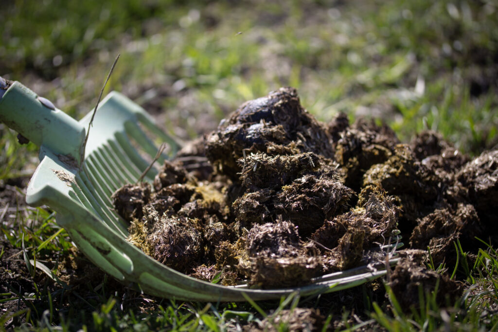 parasiter-hästbajs-mockning-grep