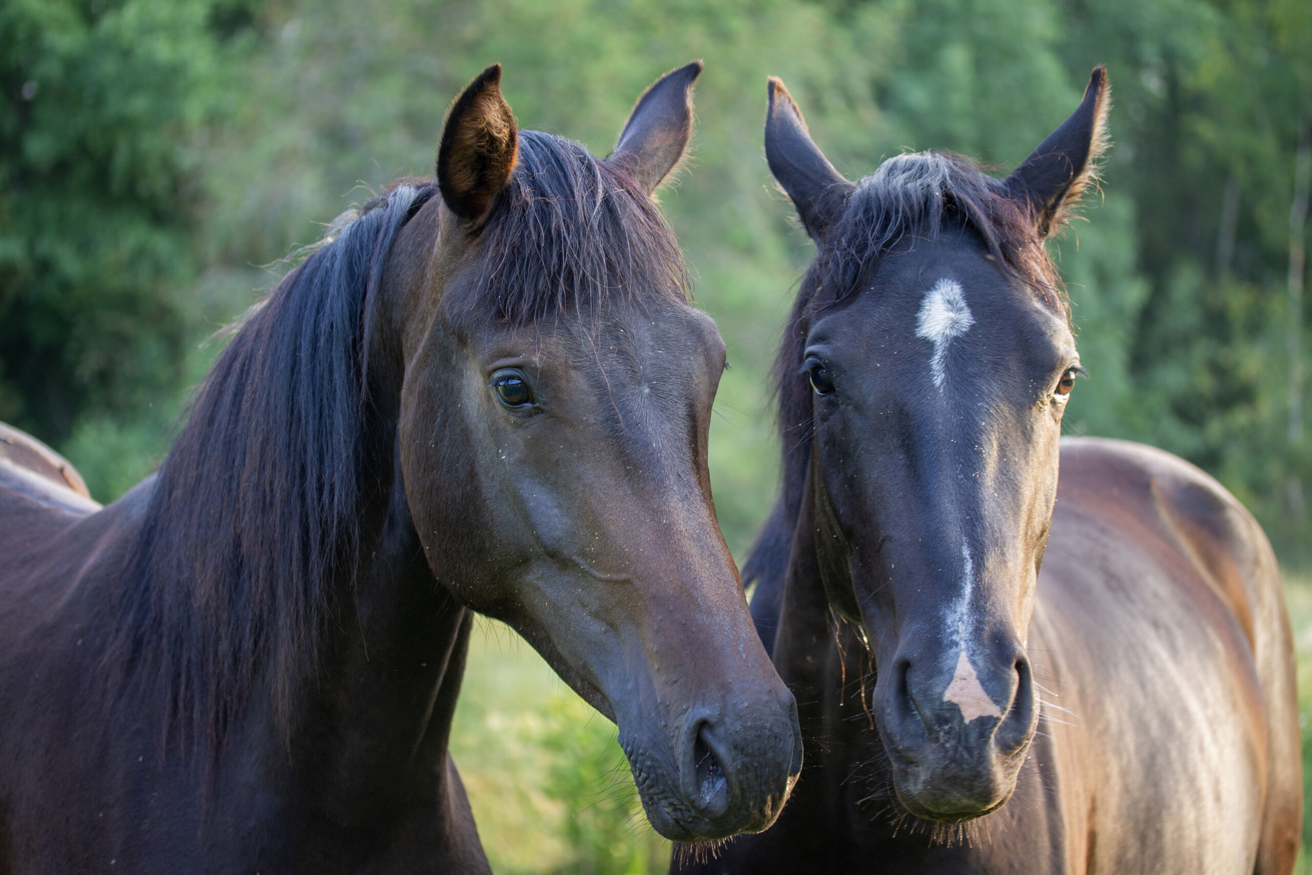 häst-galopp-western-fakta