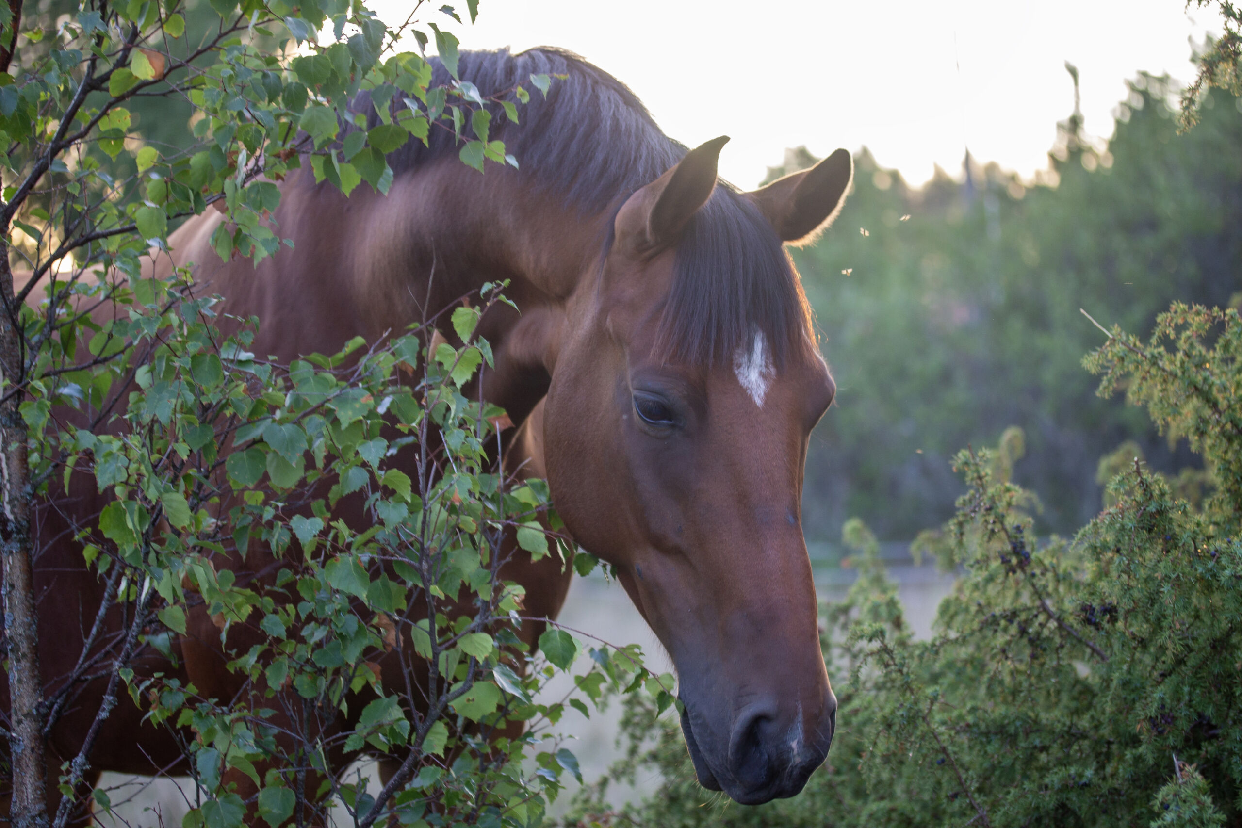 häst-galopp-western-fakta