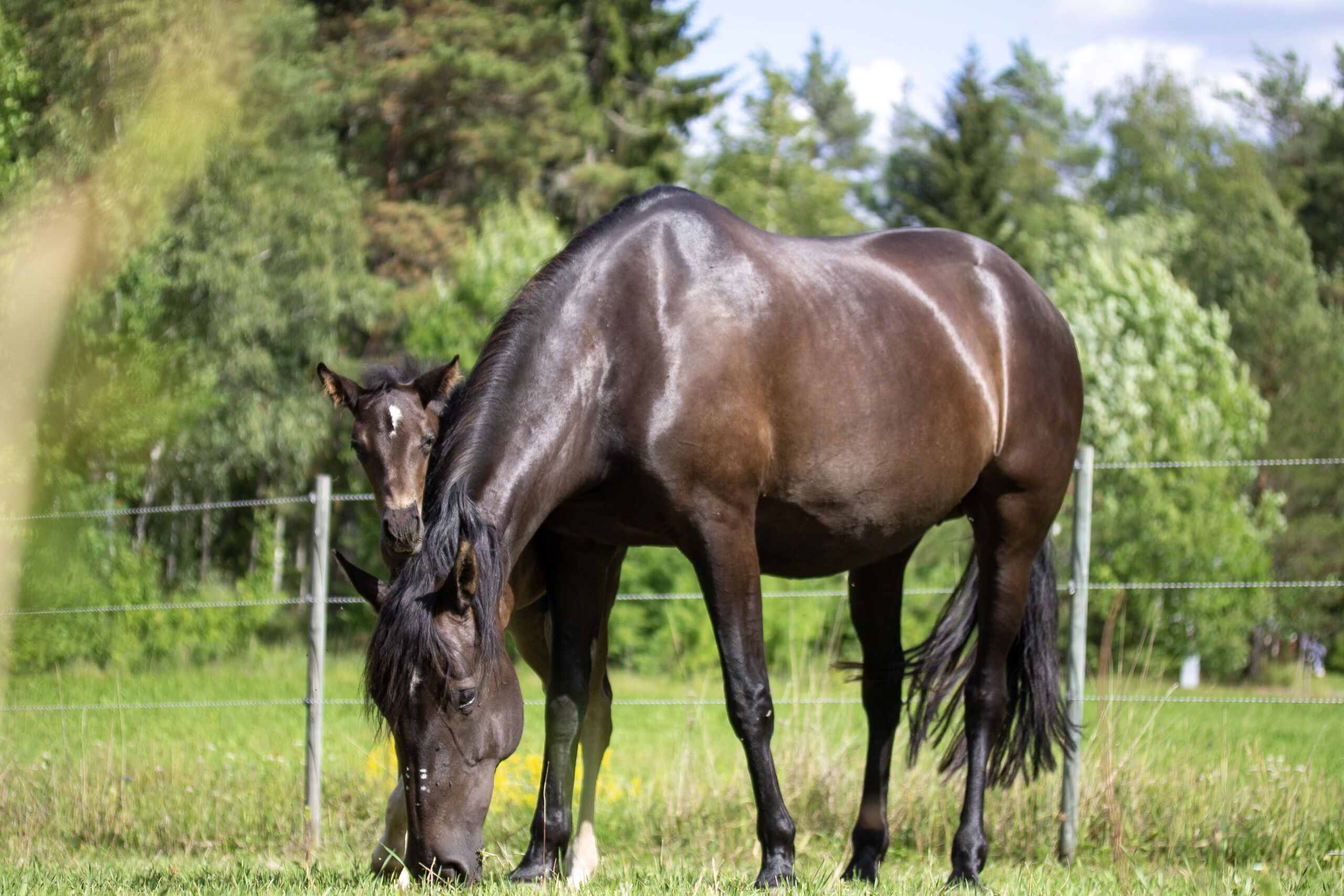 häst-galopp-western-fakta