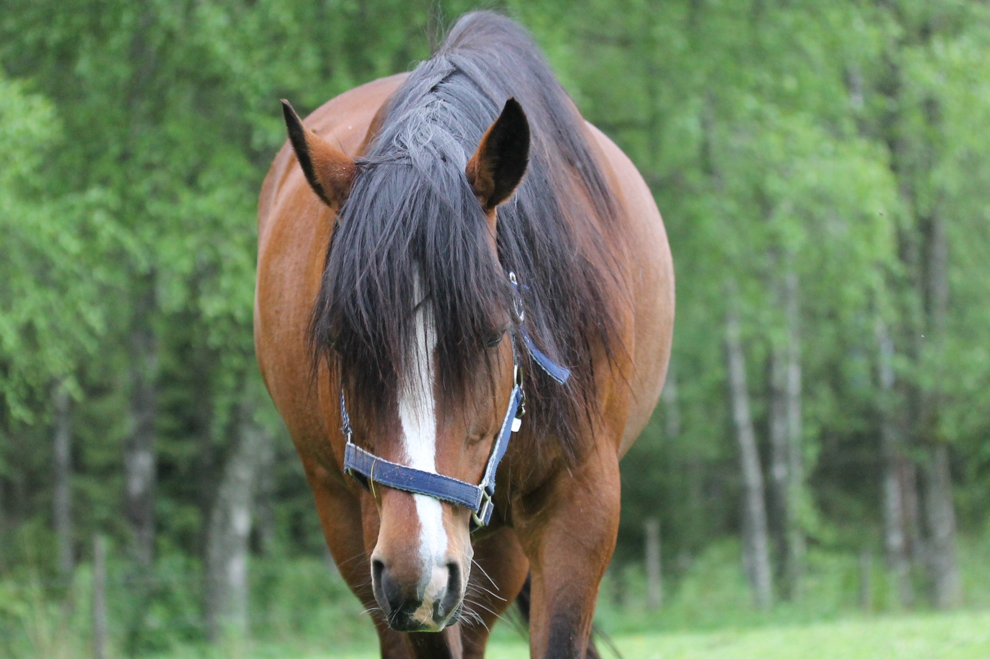 häst-muskler-anatomi-träning