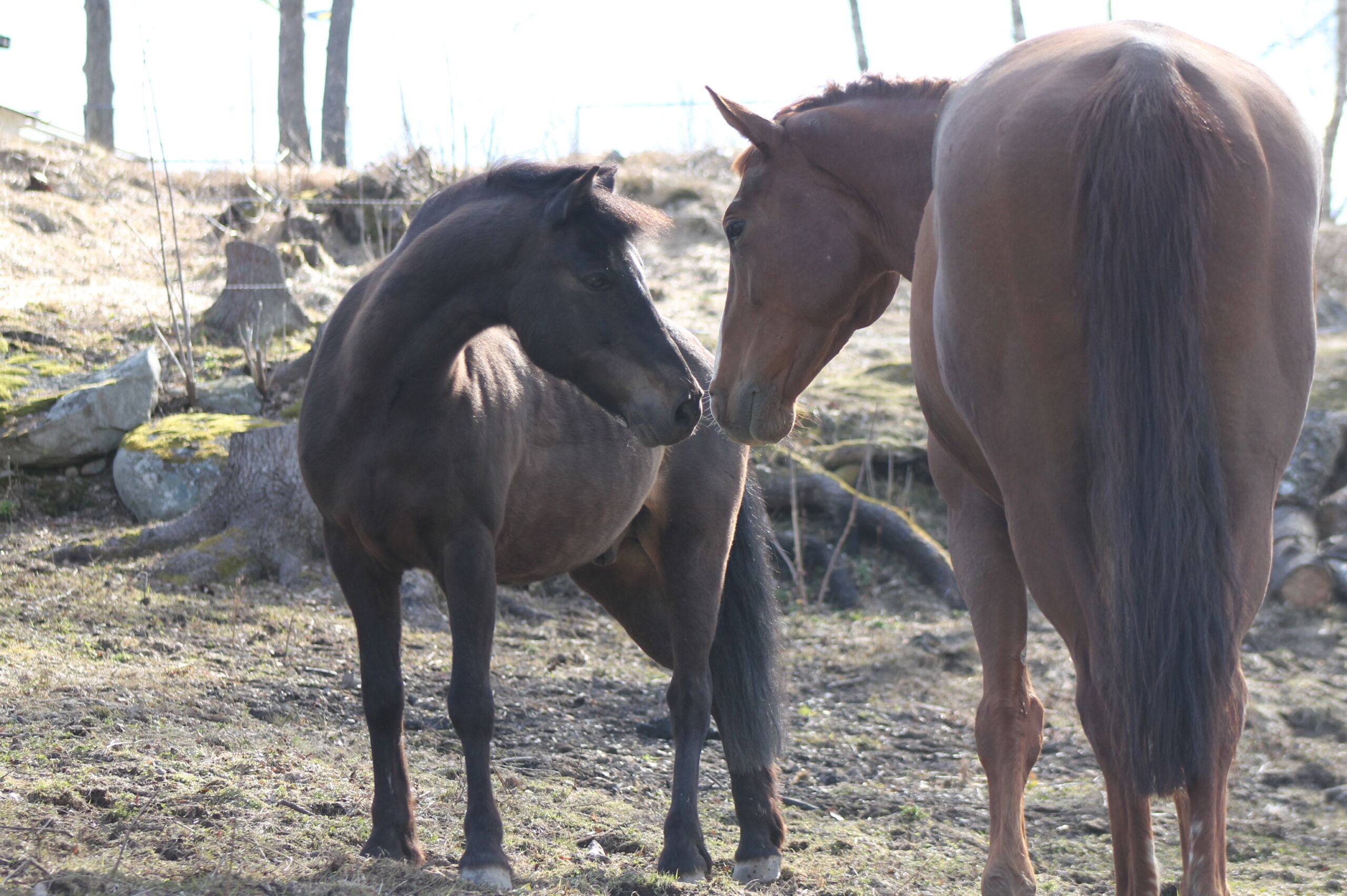 häst-galopp-western-fakta