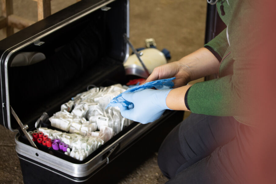 vaccination-av-hästen-görs-av-veterinär-mot-influensa-botulism-och-kvarka