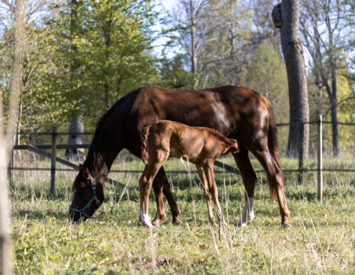 hästens-skelett-och-leder-lagrar-kalcium-och-fosfor-kvot