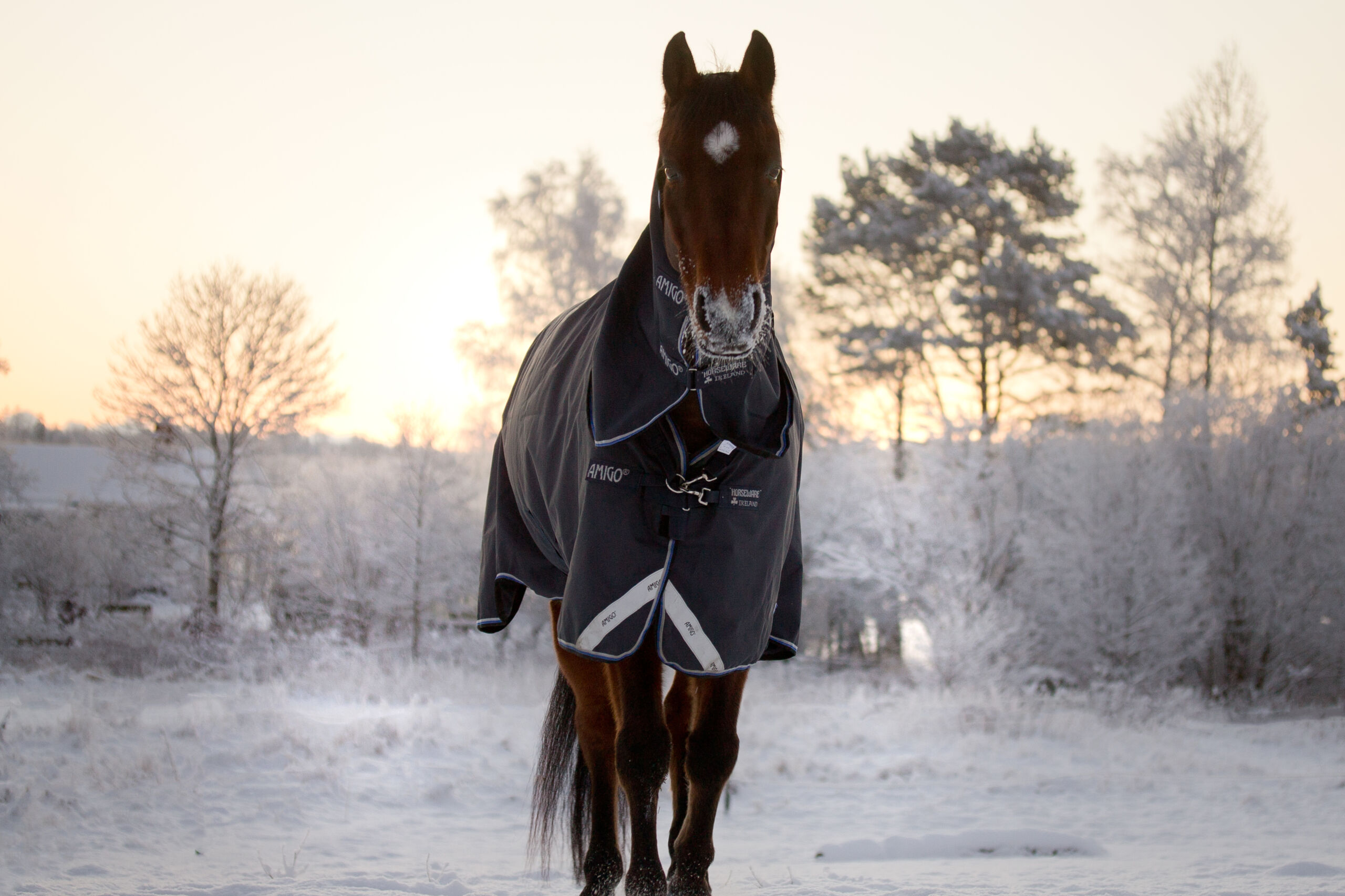 häst-med-täcke-när-det-är-kallt-påverkar-fysisk-och-mental-hälsa