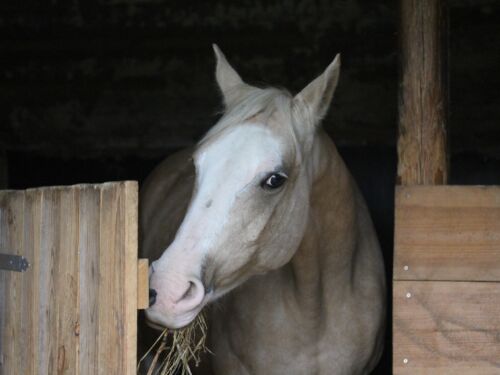 häst-kraftfoder-när-vilket