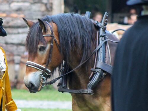 kallblod-hästras-sverige