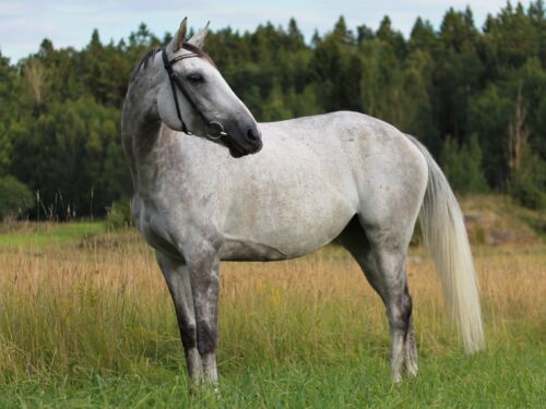 swb-häst-anatomi-avel--hästens-kropp-och-hållbarhet