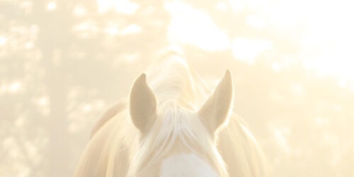 351 copy header