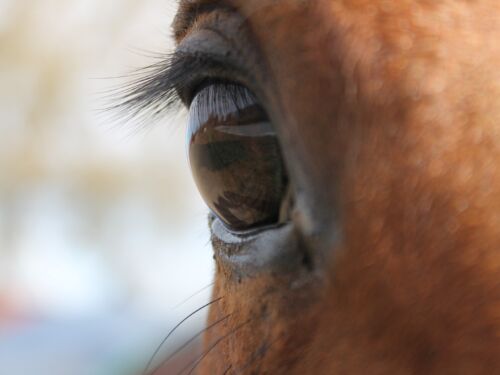 värdegrund hästsverige