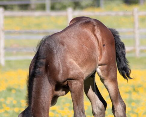 genetiska skador och sjukdomar2