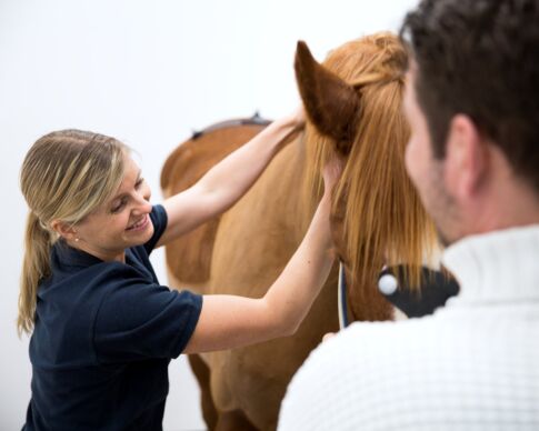 Qualisys cameras used with QHorse software at Ultuna in Uppsala, Sweden 2016.
