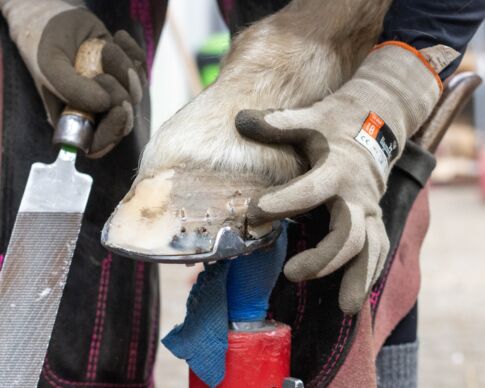 hovvård och skoning