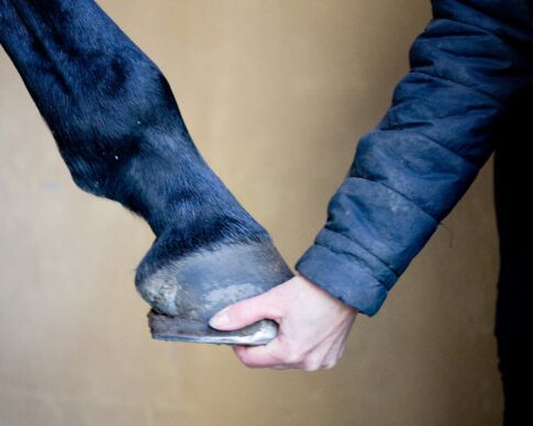 konvalescens och rehab