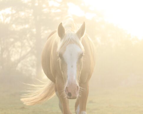 när hästens liv är slut