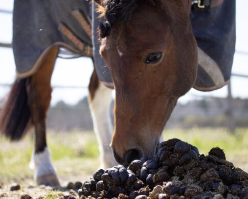 parasiter och avmaskning