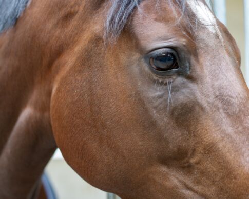 skadad eller sjuk häst