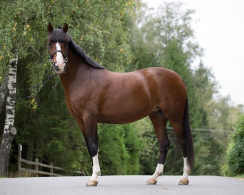 skador och sjukdomar i hästens kropp