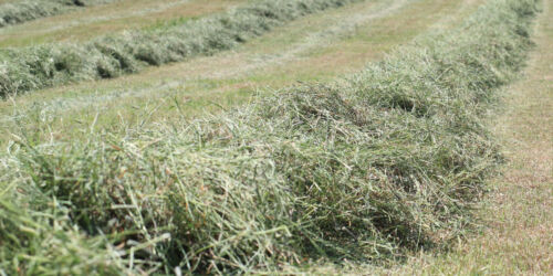 grovfoder HEADER