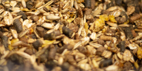 kraftfoder HEADER