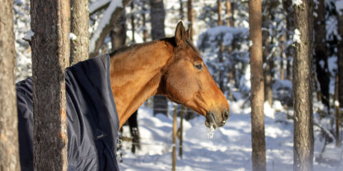täcke eller inte på hästen HEADER