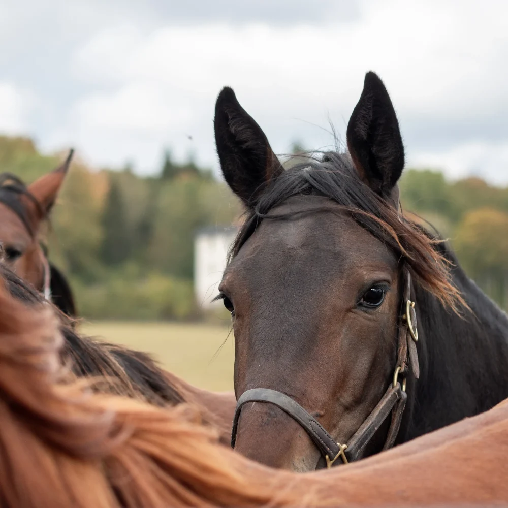 334 (2) copy kopiera