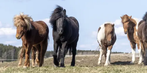 islandshästen-i-sverige